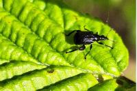 Deporaus betulae