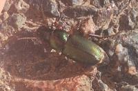 Harpalus