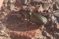 Harpalus