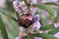 Chrysolina americana