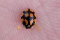 Adalia decempunctata