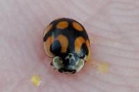 Adalia decempunctata