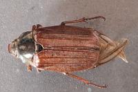 Melolontha melolontha