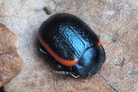 Chrysolina