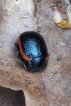 Chrysolina