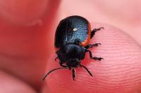 Chrysolina