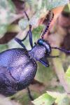 Meloe proscarabaeus