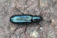 Dasytes caeruleus