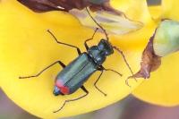 Malachius bipustulatus