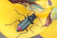 Malachius bipustulatus