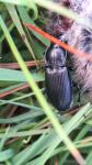 Pterostichus