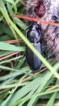 Pterostichus