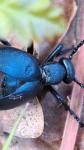 Meloe violaceus