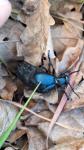 Meloe violaceus