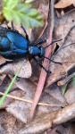 Meloe violaceus