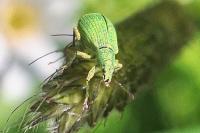 Polydrusus planifrons