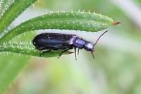 Dasytes caeruleus