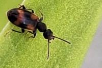 Anthicus antherinus