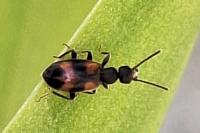 Anthicus antherinus