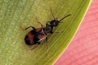 Anthicus antherinus