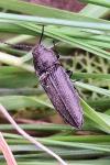 Cidnopus pilosus