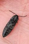Cidnopus pilosus