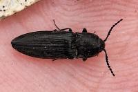 Cidnopus pilosus