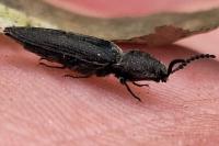 Cidnopus pilosus