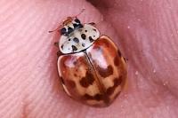Harmonia quadripunctata
