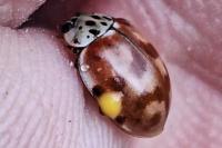 Harmonia quadripunctata