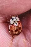 Harmonia quadripunctata