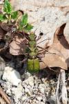 Cicindela campestris