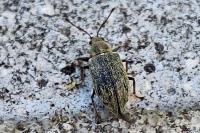 Phyllobius pyri