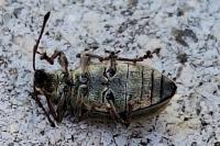 Phyllobius pyri