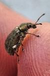 Phyllobius pyri