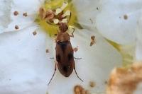 Anaspis maculata