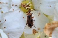 Anaspis maculata