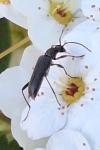 Grammoptera ruficornis