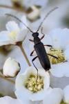 Grammoptera ruficornis