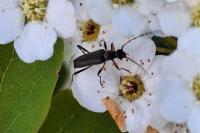 Grammoptera ruficornis