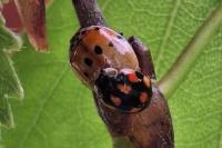 Adalia decempunctata