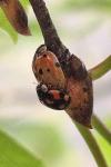Adalia decempunctata