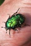 Cetonia aurata