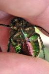 Cetonia aurata