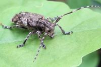 Mesosa nebulosa
