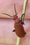 Pyrochroa serraticornis