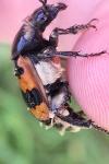 Nicrophorus vespillo