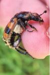Nicrophorus vespillo