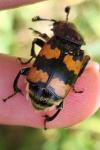 Nicrophorus vespillo