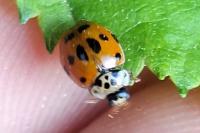 Adalia decempunctata